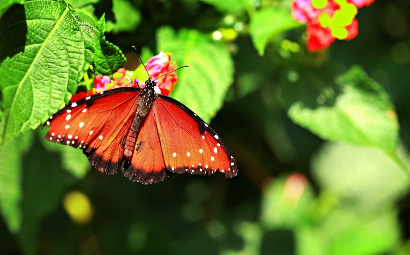 Butterfly Flutterby