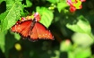 Butterfly Flutter...