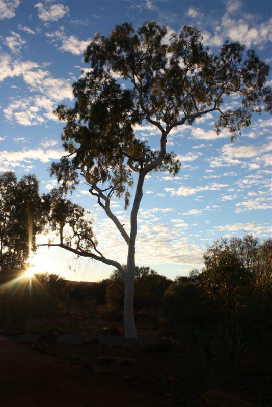 Ghost Gum Dawn