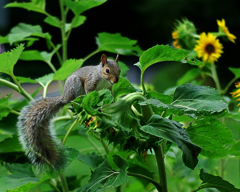 Squirrel in my Sunflower Garden