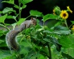 Squirrel in my Su...