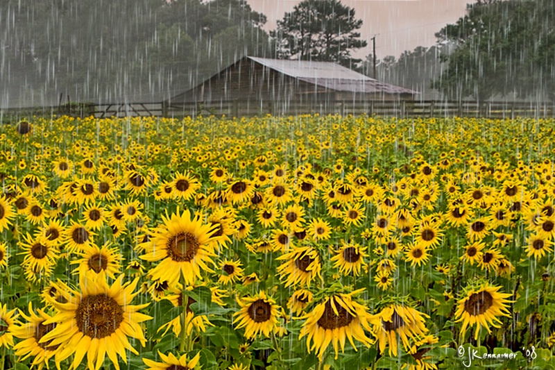 Rainy Day in Georgia