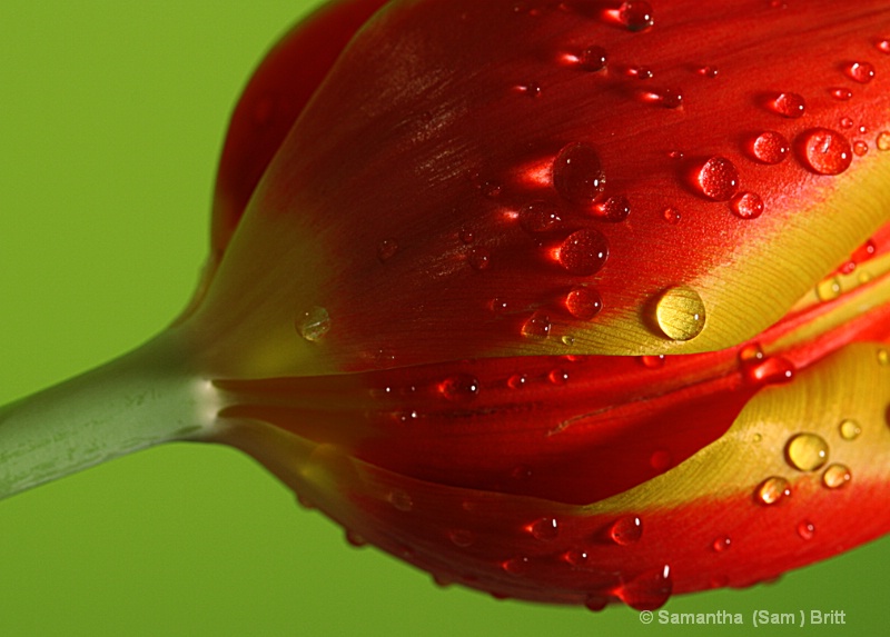 Water Kissed Tulip