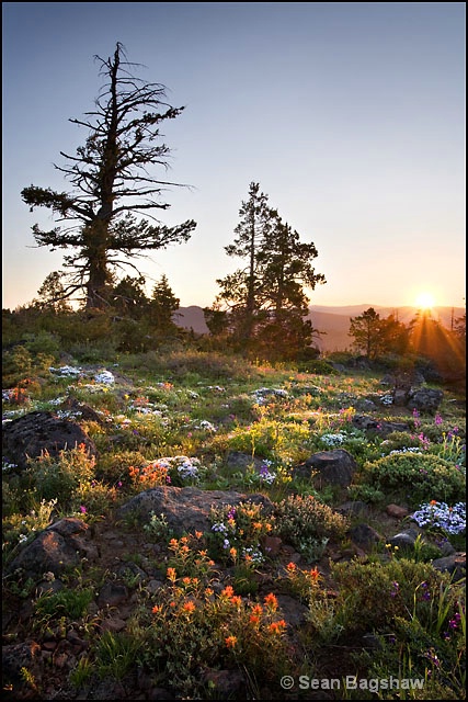 Siskiyou Sunrise