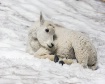 Mountain Goat Kid