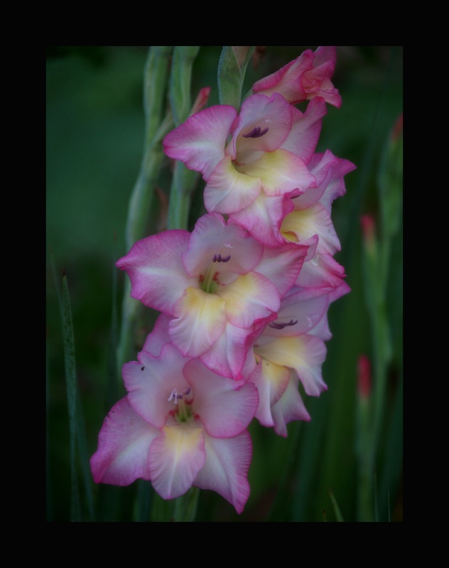 Pink Glads