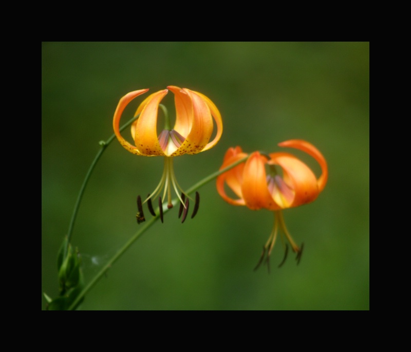 Turkish Hat Lillies