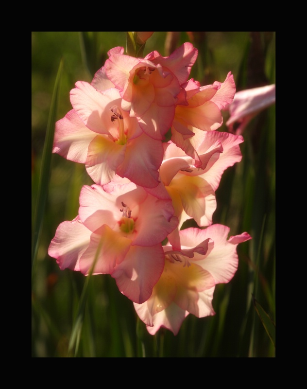 Backlit Glads