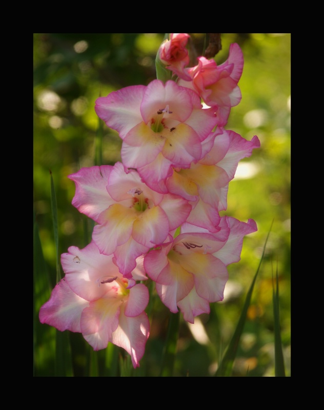 Pink Glads in the Shadows