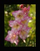 Pink Glads in the...