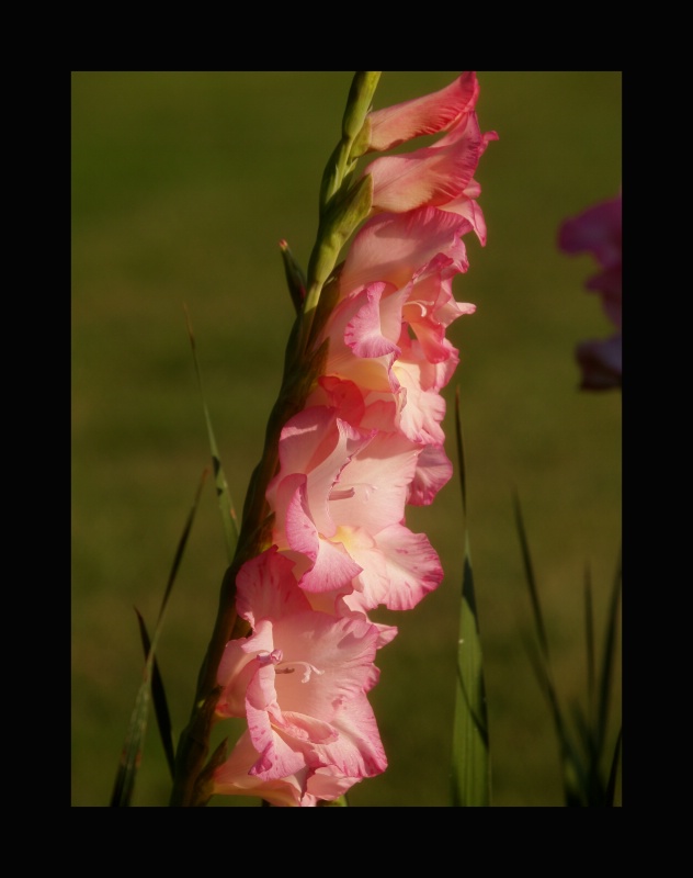 Glads at Sundown