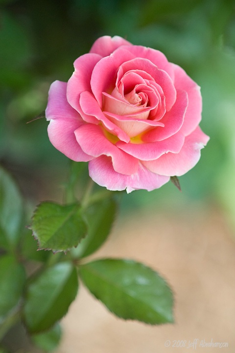 Another Pink Rose