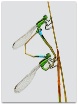 Rambur's Fork...