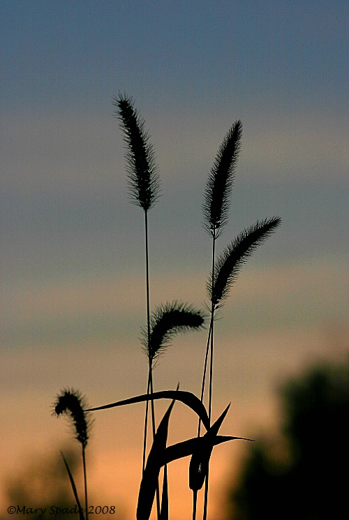 FOXTAIL  SUNSET