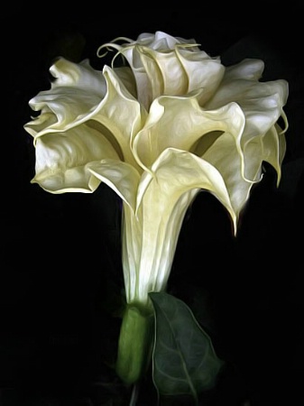 Angel Trumpet