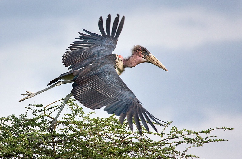 Sailing Marabou