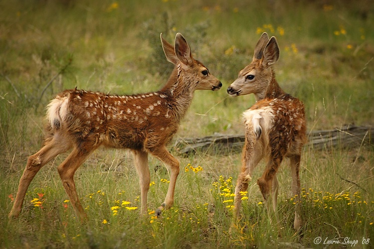 Fawns in a Field