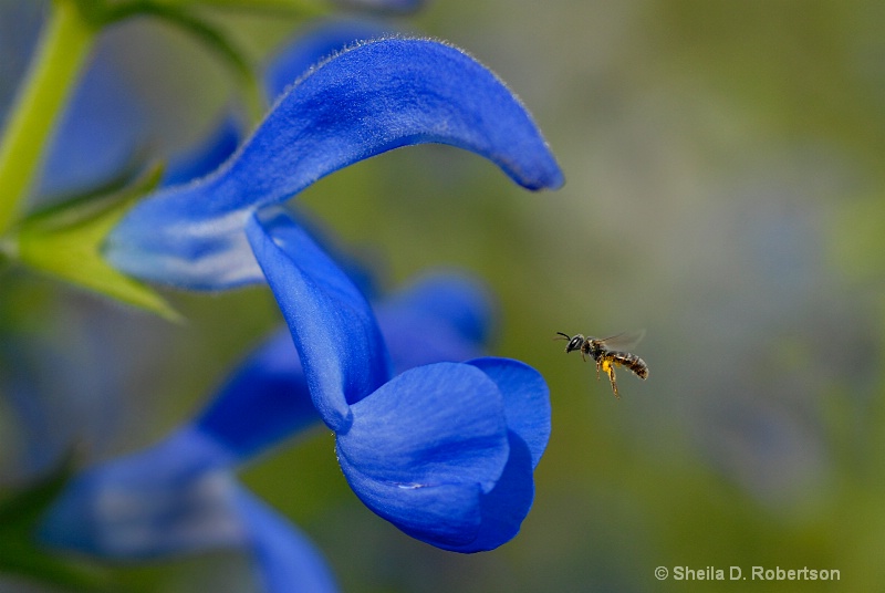 Ocean Blue Salvia