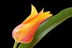 Tulip Curve