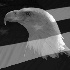 © Karen Anderson PhotoID# 6703550: Proud to Be an American