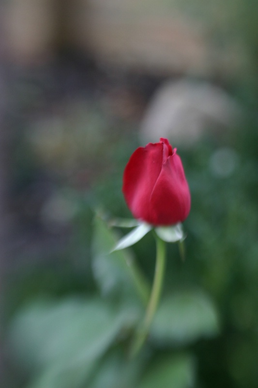 Single Red Rose - ID: 6703991 © Karen Anderson