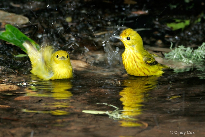 bathing yellow warblers