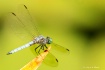 Another Dragonfly...