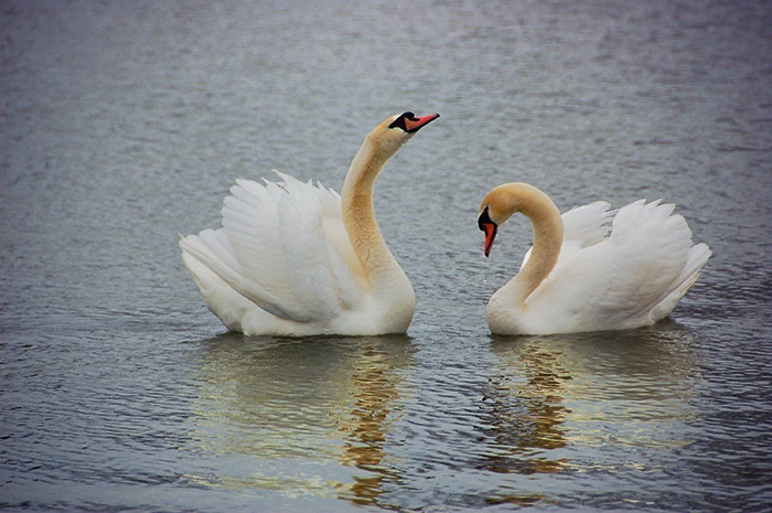 after - Courting swans.