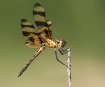 Halloween Pennant...