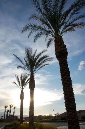 Backlit Palm Trees (After) - Corrected Exposure