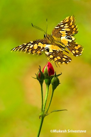 Buds and Butterfly