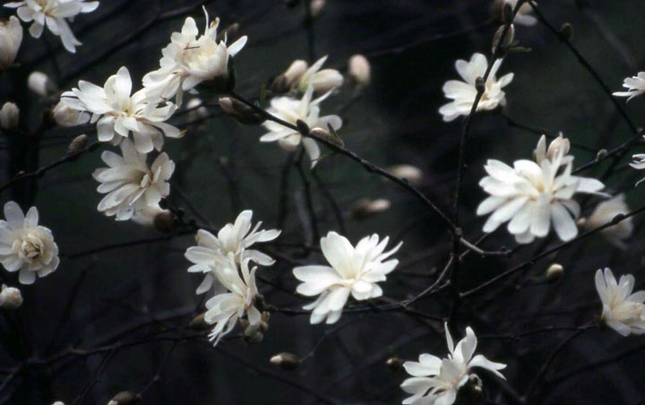 Star Magnolias"