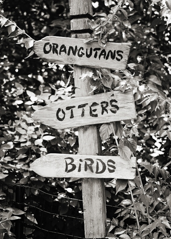 orangutans, otters, and birds...this way