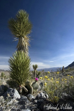Small Joshua Tree in Death Valley