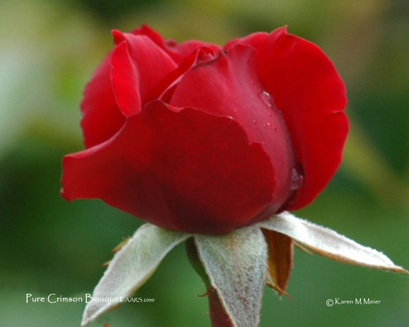 Pure Crimson Bouquet   20708