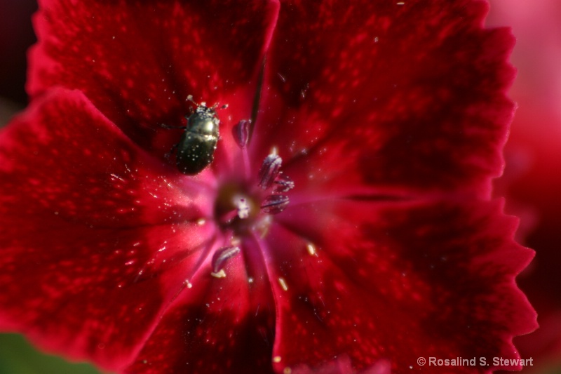 bug - ID: 6711739 © ROSALIND S. STEWART