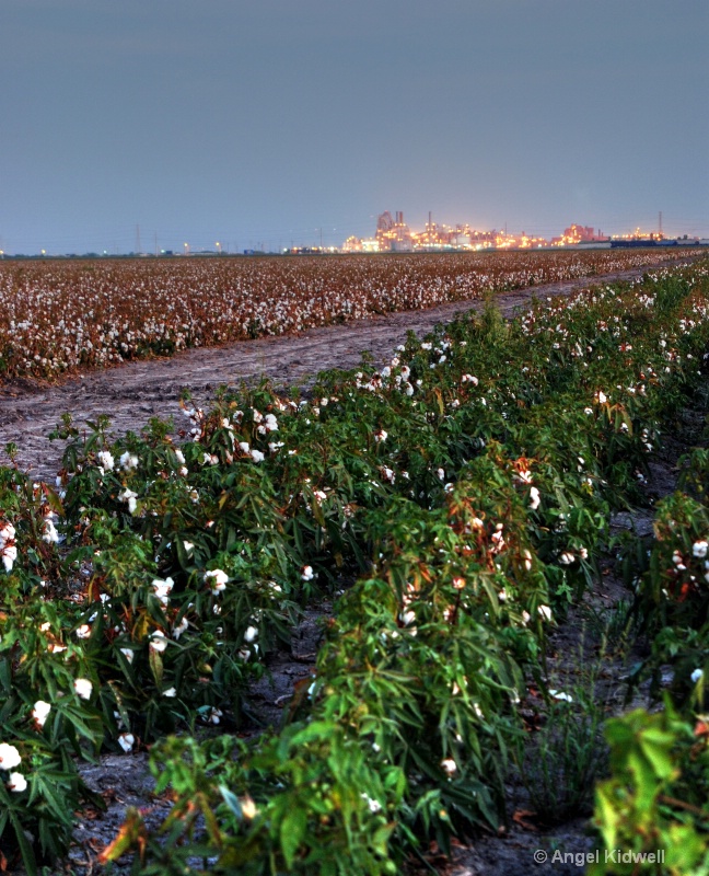 Cotton Fields at Twilight