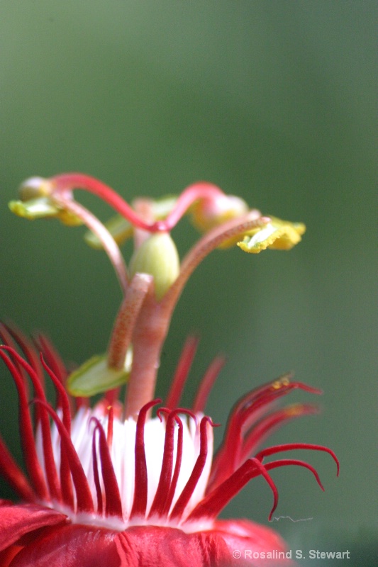 stamen - ID: 6715026 © ROSALIND S. STEWART