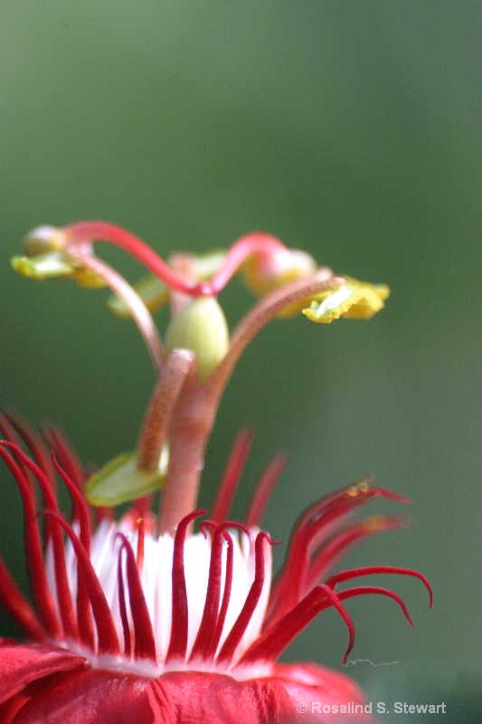 stamen