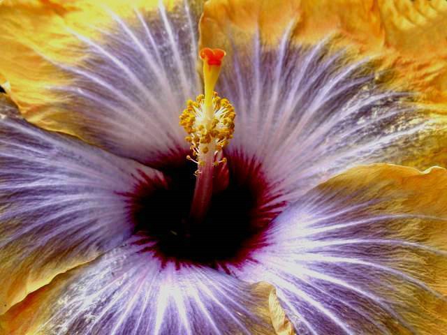 HIBISCUS