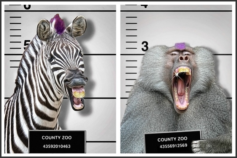 Animal Mugshots: The Purple-Top Gang