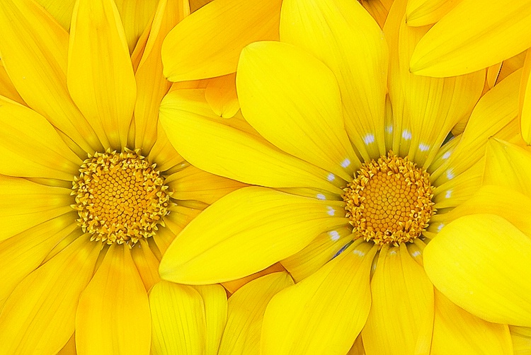 Yellow Petals 