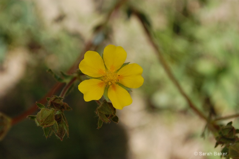 single yellow flower