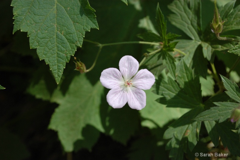 little white flower
