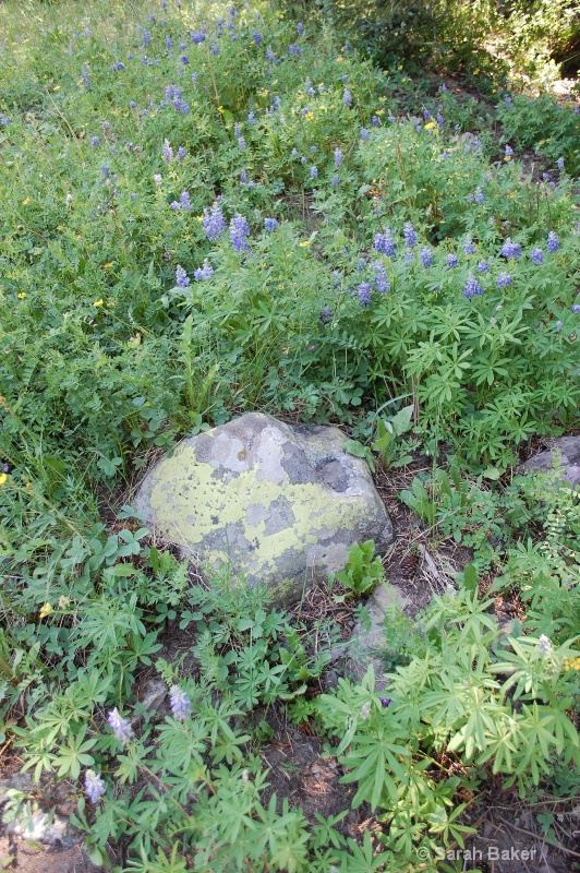 mossy rock with flowers