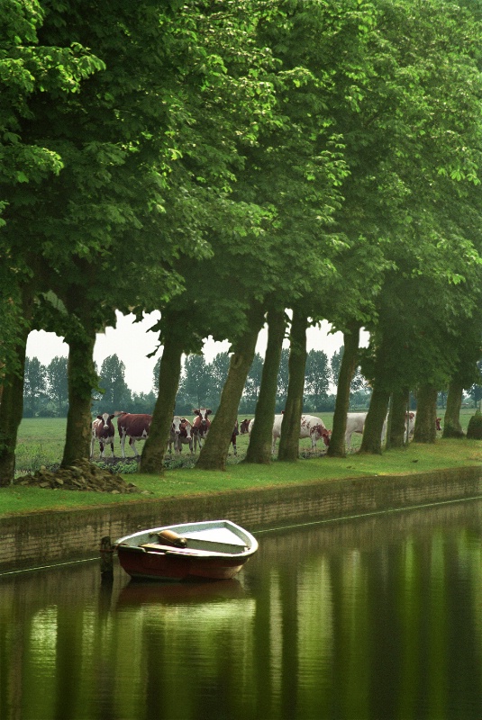 Holland canal with boat and cattle