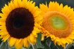 Summer Sunshine
