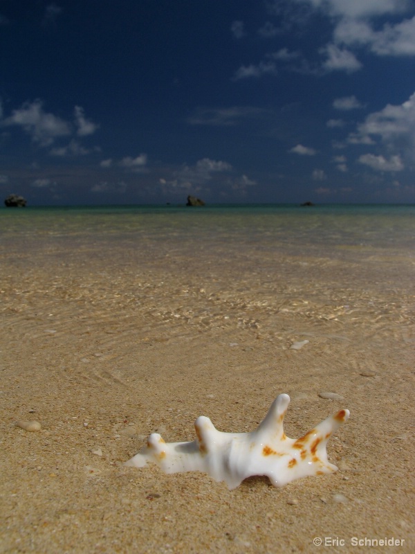 A Shell with a VIew