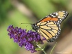 Purple Butterfly ...