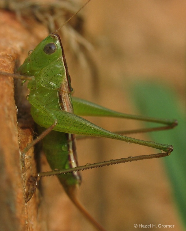 Grasshopper on side of rock